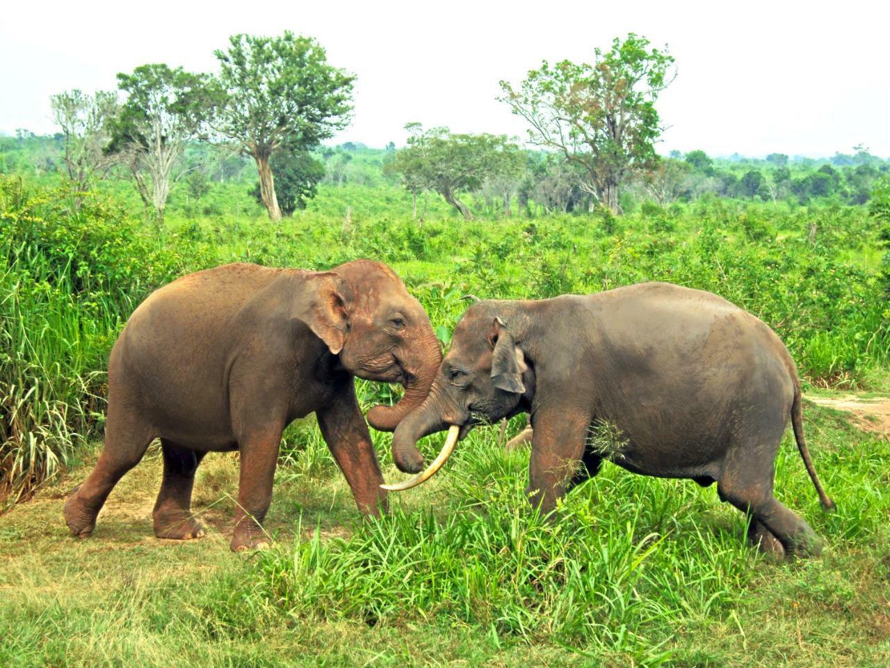 Tusker'S Paradise Safari Villa Udawalawe Exterior foto